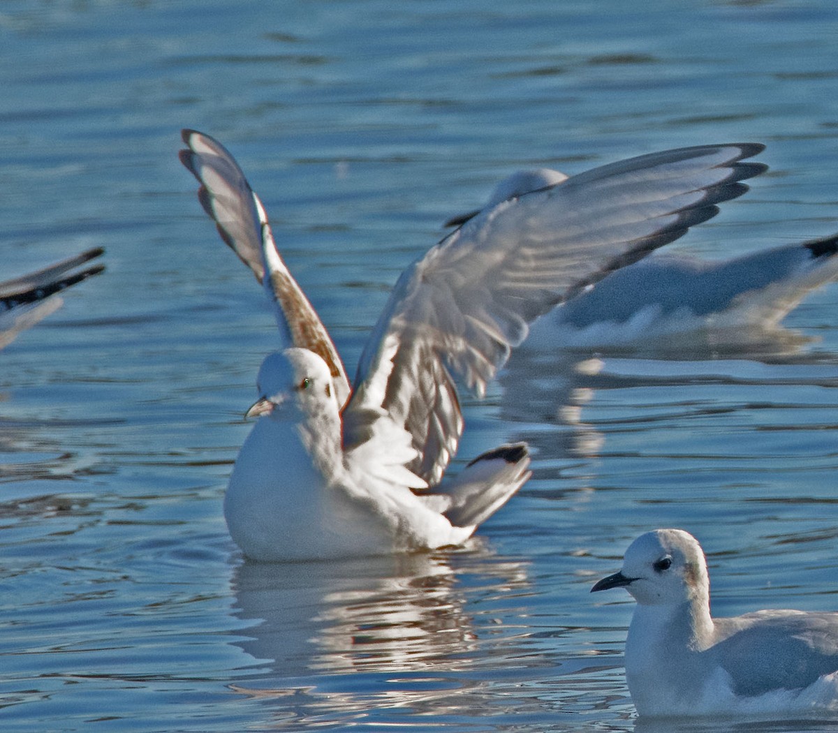 Bonaparte's Gull - ML645748762