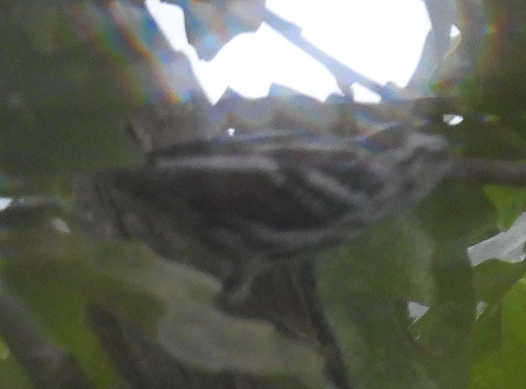 Black-and-white Warbler - ML645748766