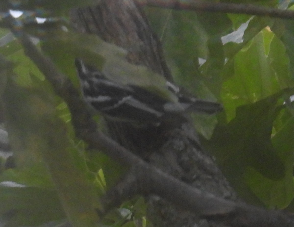 Black-and-white Warbler - ML645748767