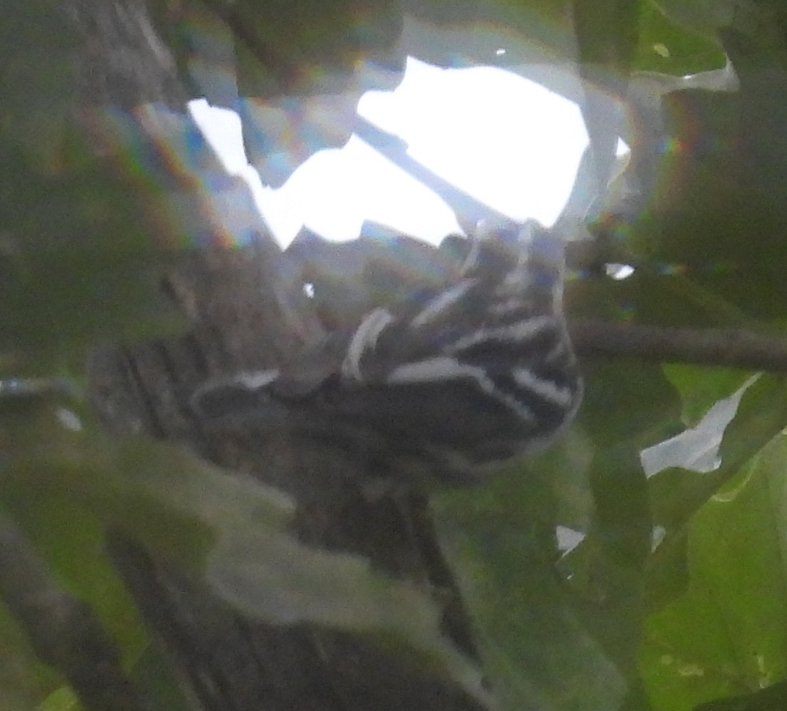 Black-and-white Warbler - ML645748768