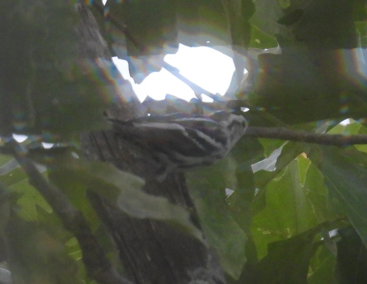 Black-and-white Warbler - ML645748770