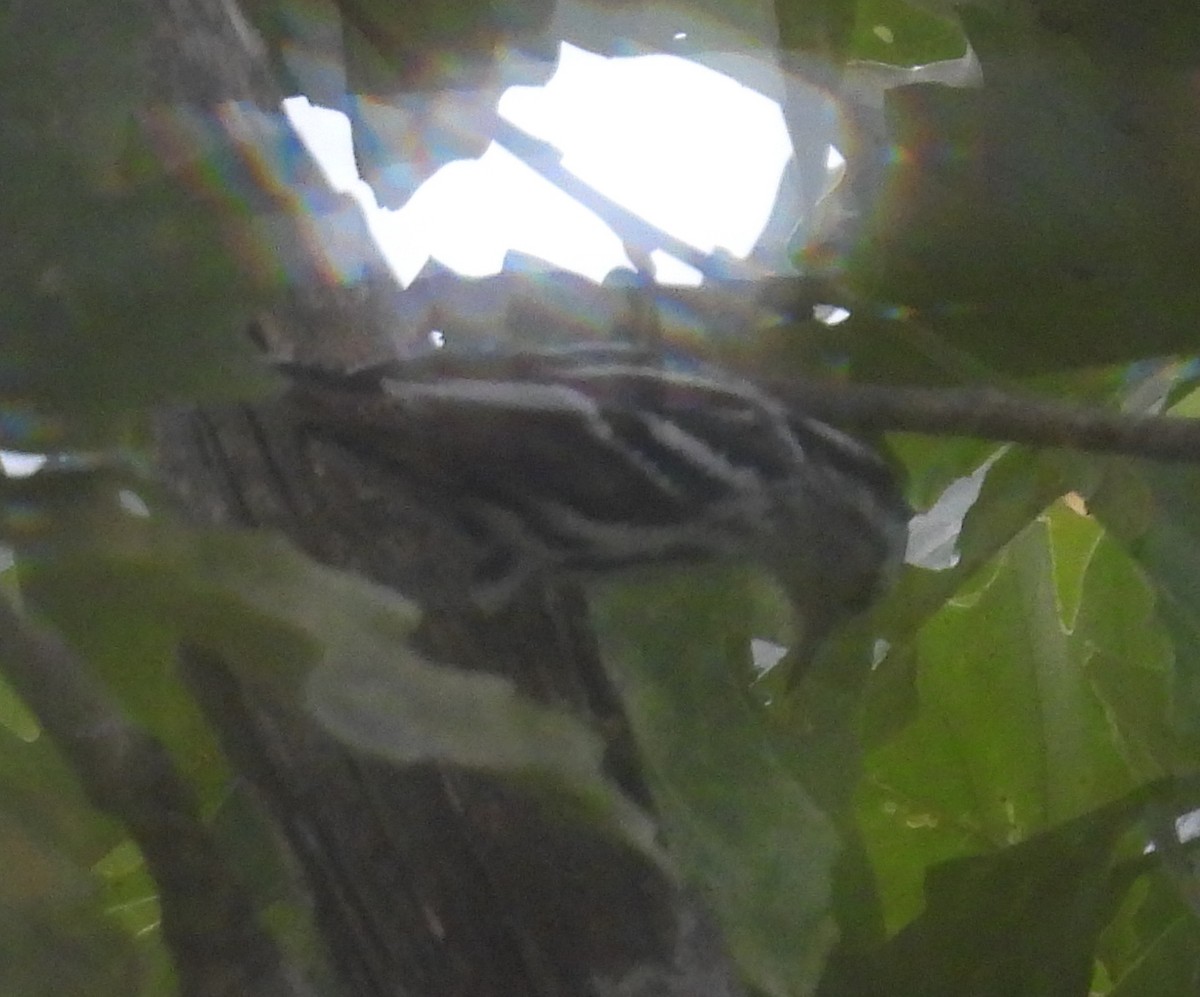 Black-and-white Warbler - ML645748771