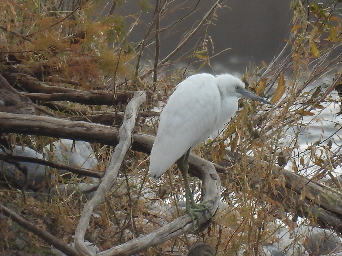 Little Blue Heron - ML645748772