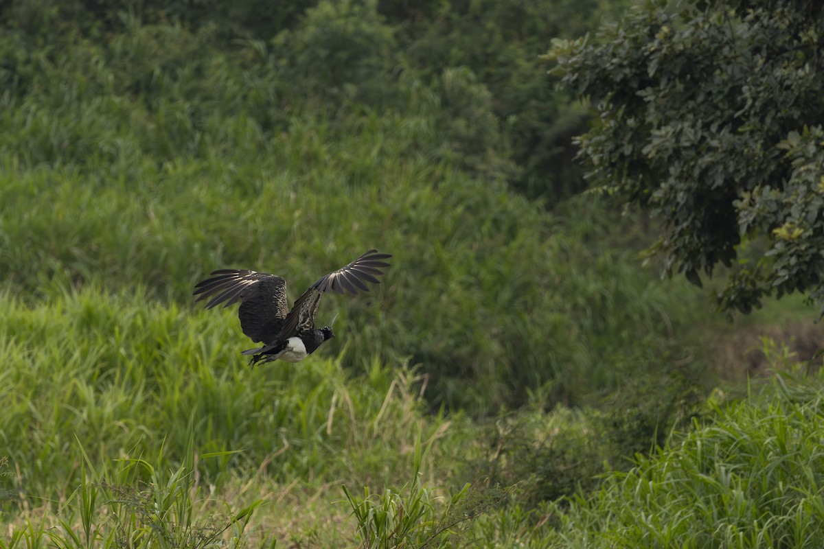 ツノサケビドリ - ML645748774