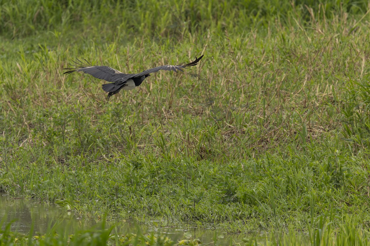 ツノサケビドリ - ML645748775