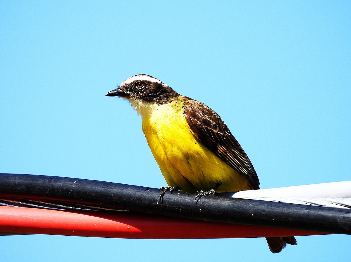 Sosyal Tiran - ML645748781