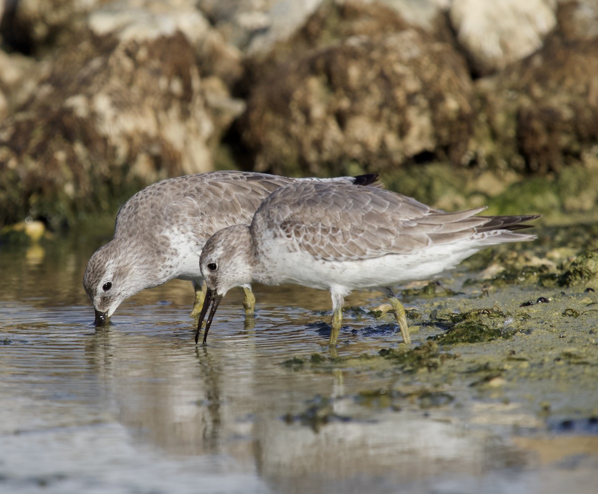 Red Knot - ML645748785