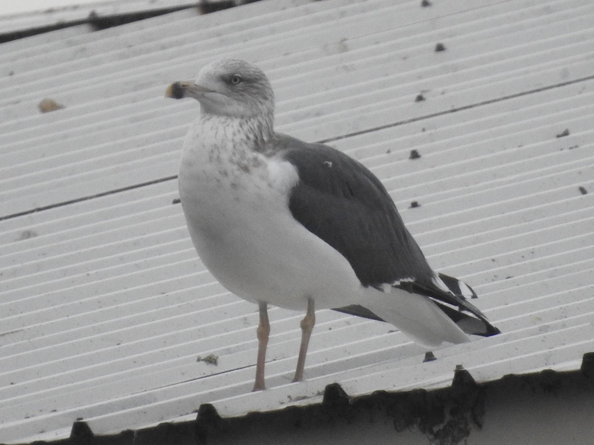 Lesser Black-backed Gull - ML645748786