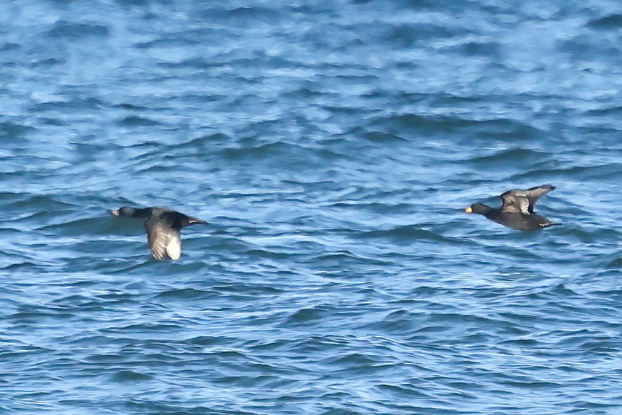 amerikasvartand - ML645748794