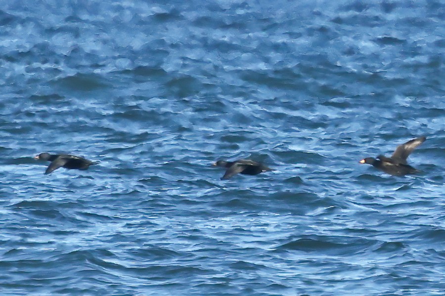 amerikasvartand - ML645748802