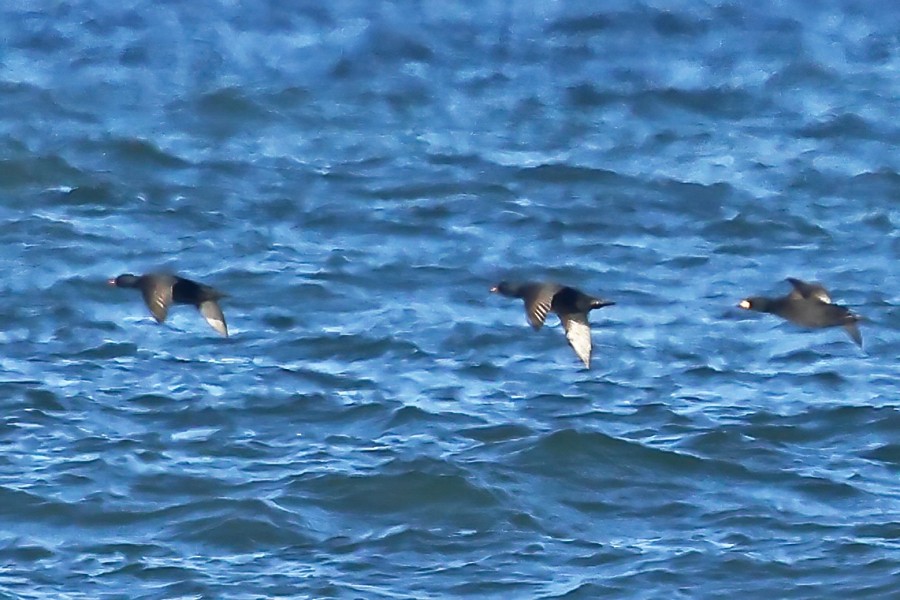 amerikasvartand - ML645748805