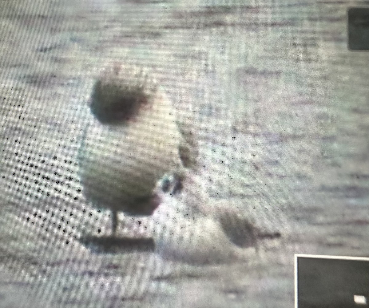 Bonaparte's Gull - ML645748811