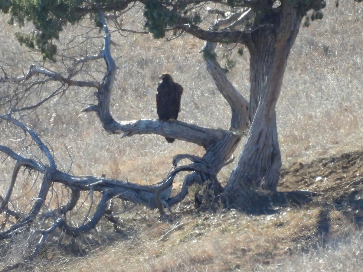 Golden Eagle - ML645748812