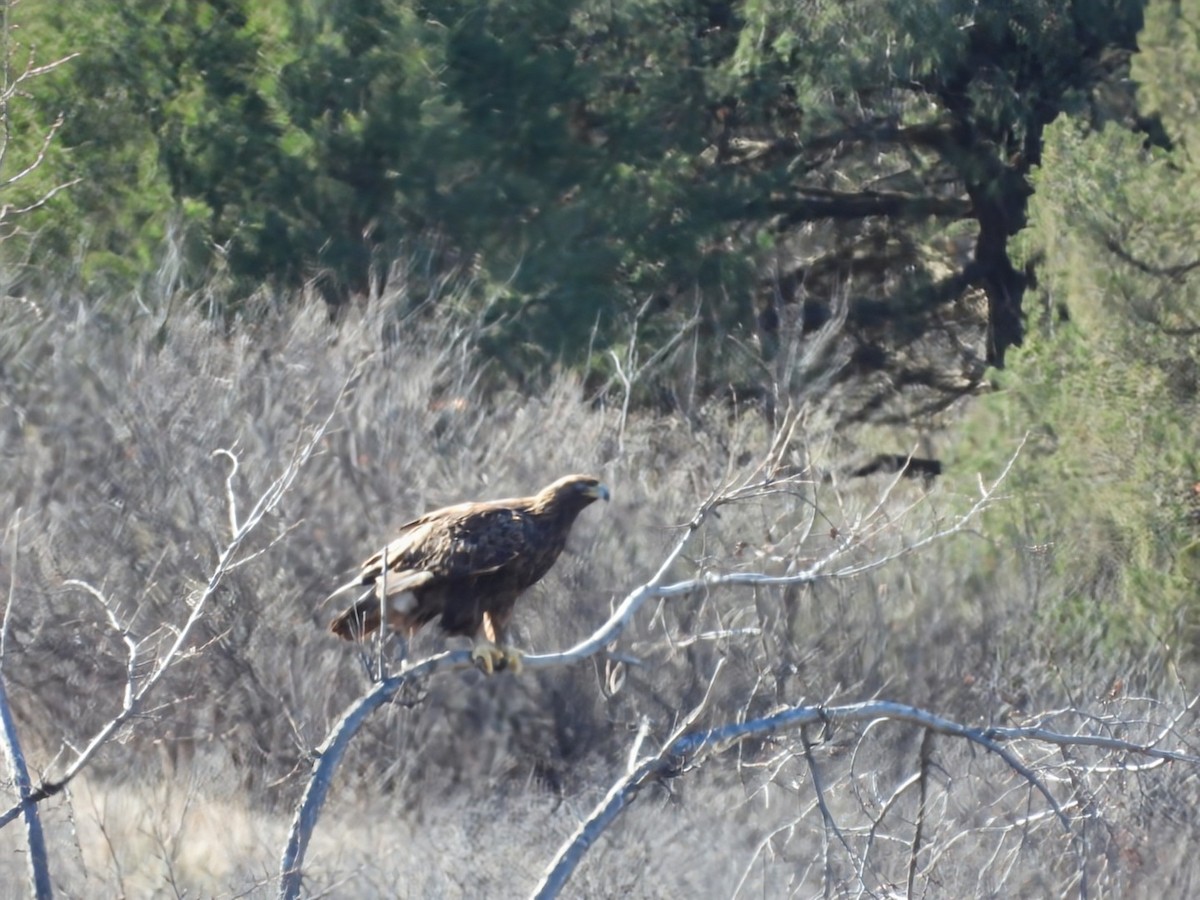 Golden Eagle - ML645748813