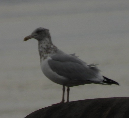 American Herring Gull - ML645748819
