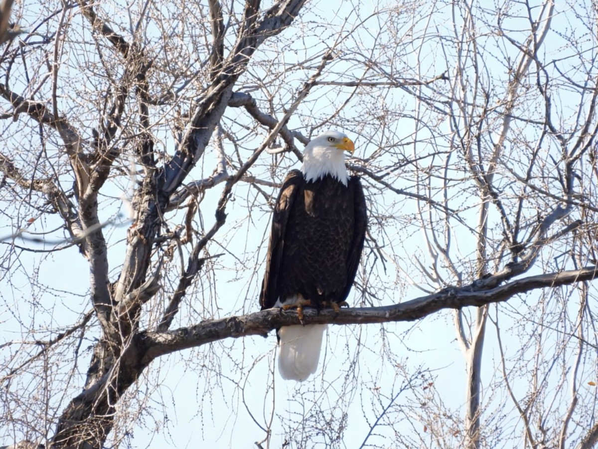 Bald Eagle - ML645748821