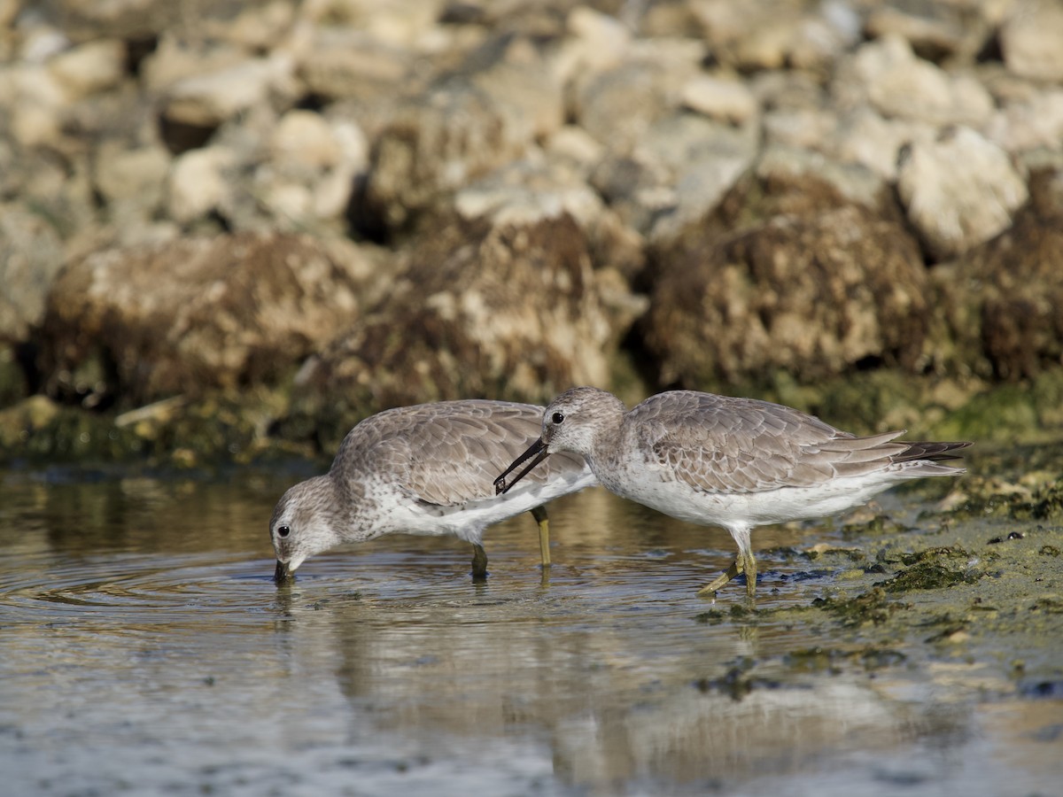 Red Knot - ML645748822
