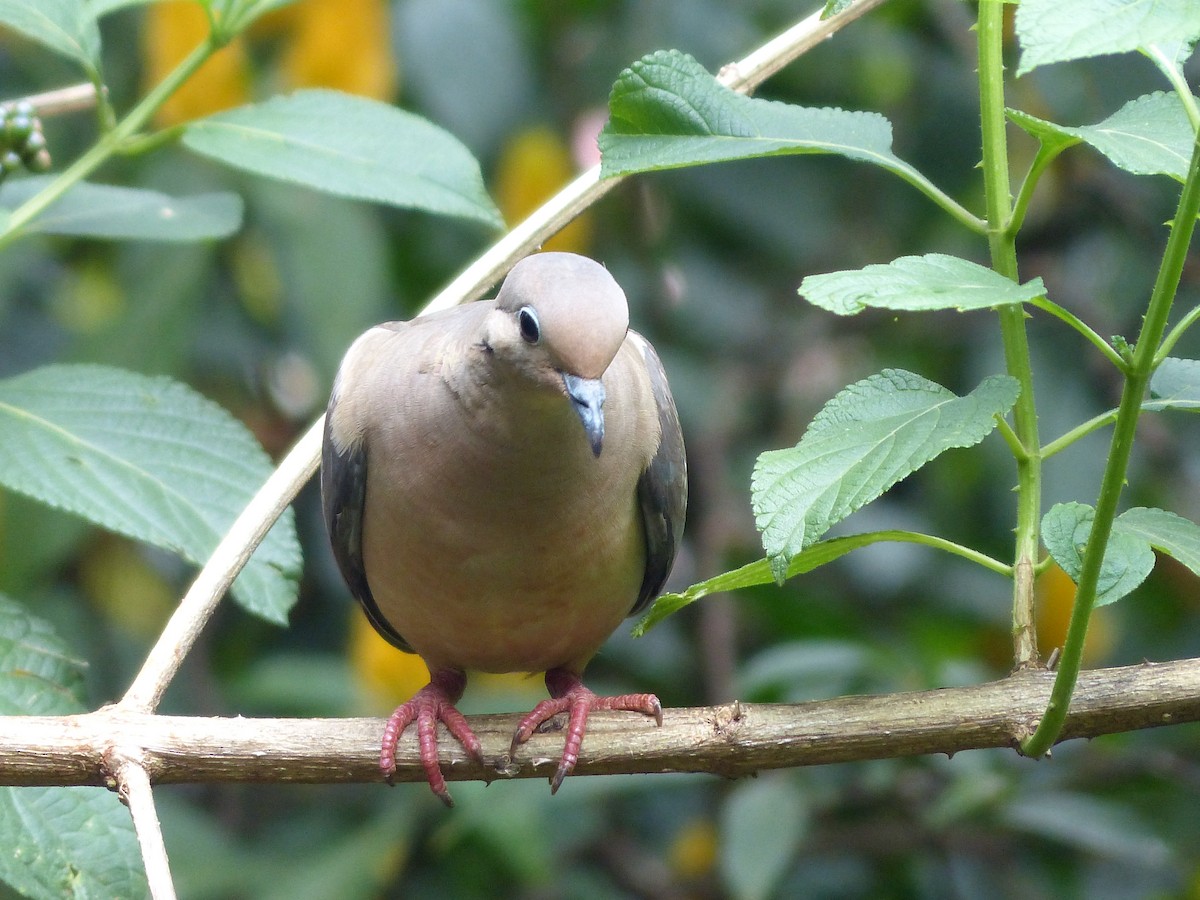 Eared Dove - ML645748823