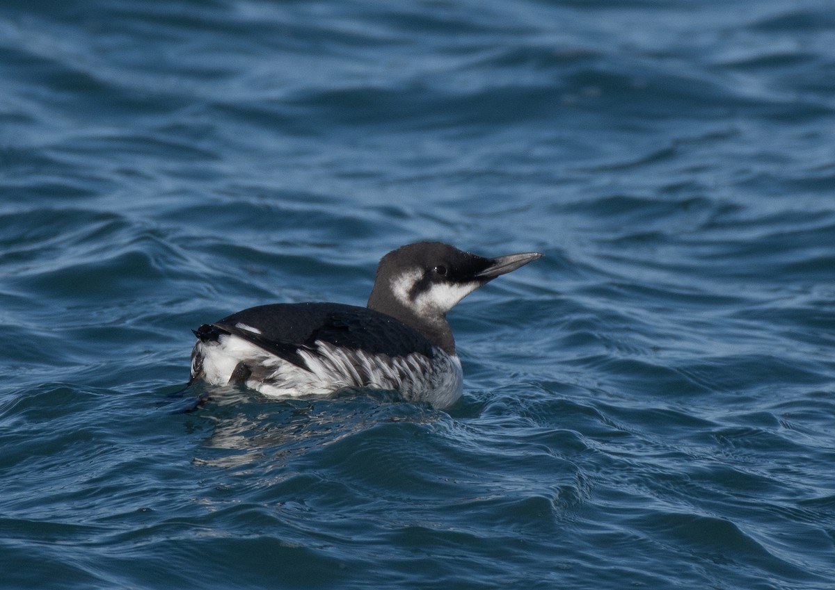 Common Murre - ML645748824