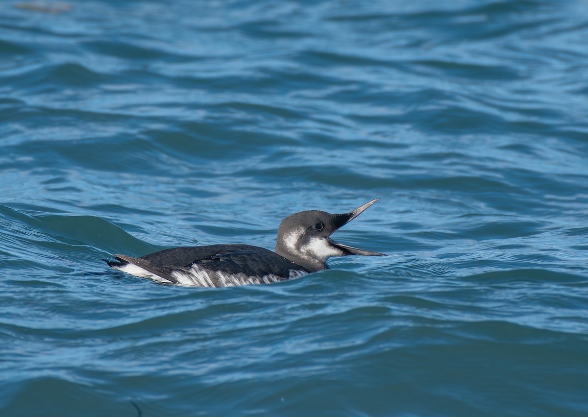 Common Murre - ML645748825