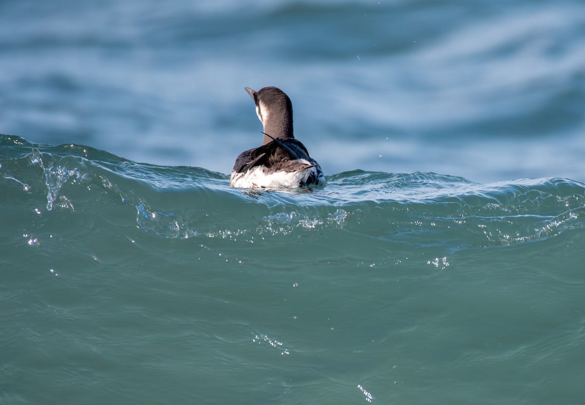 Common Murre - ML645748826