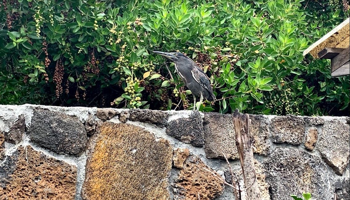 volavka galapážská - ML645748832