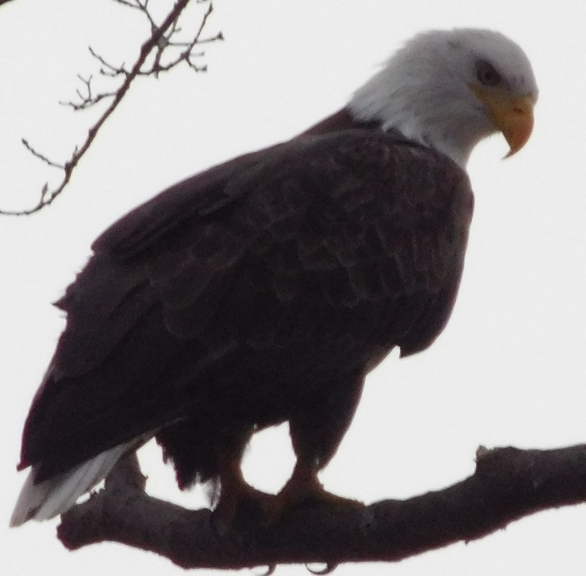 Bald Eagle - ML645748841
