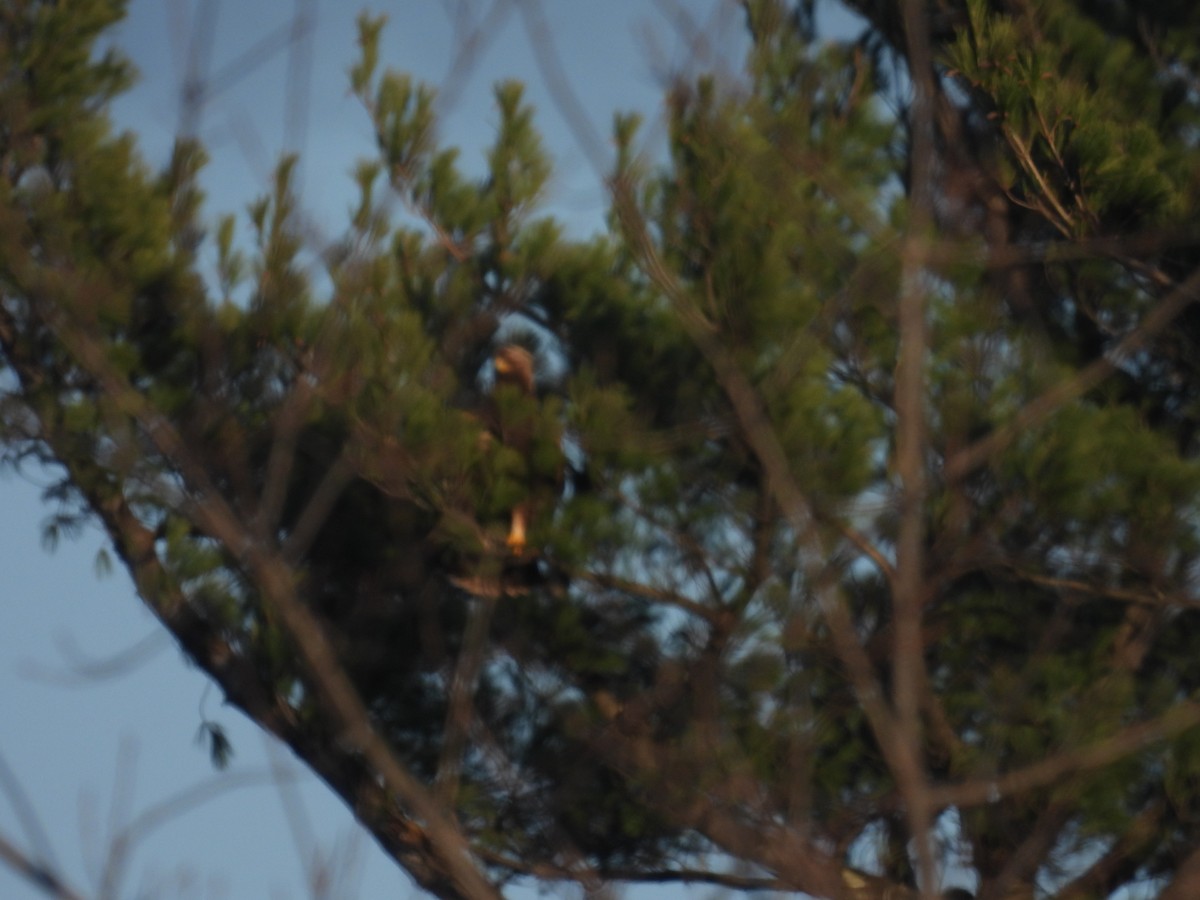 Golden Eagle - ML645748846