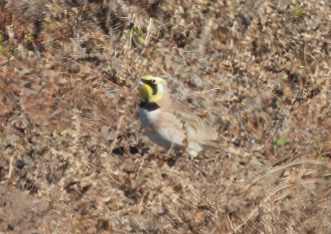 Alondra Cornuda - ML645748847