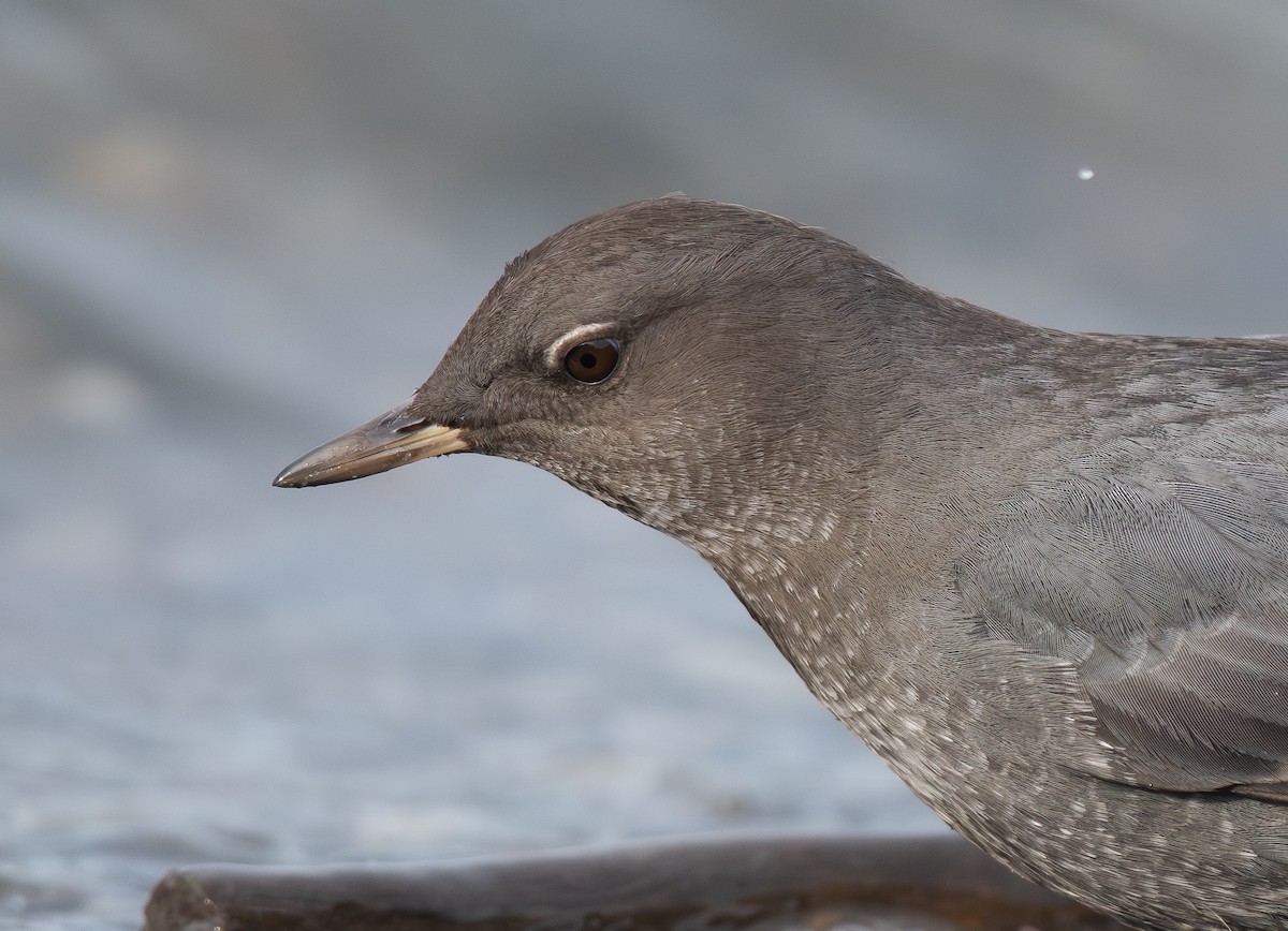 American Dipper - ML645748849