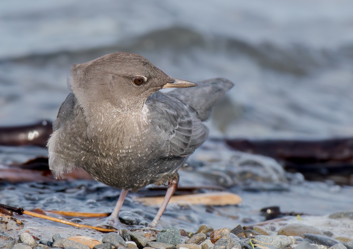 American Dipper - ML645748851