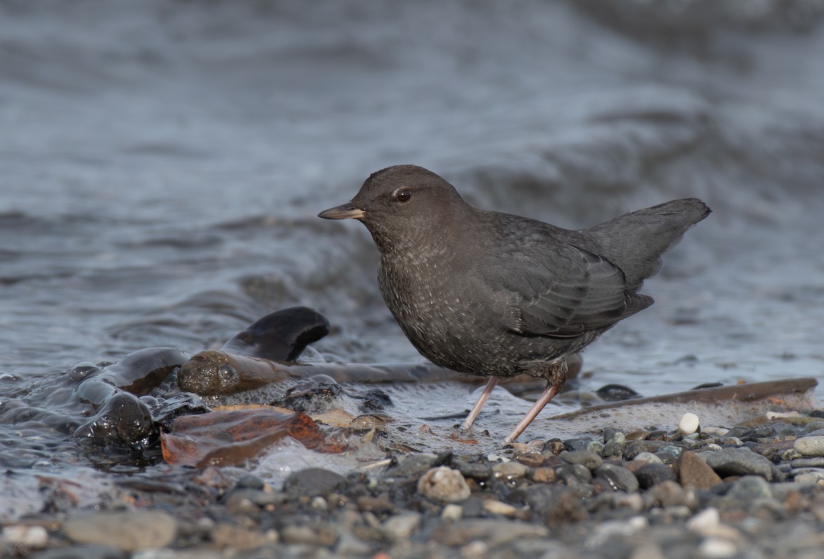 American Dipper - ML645748852