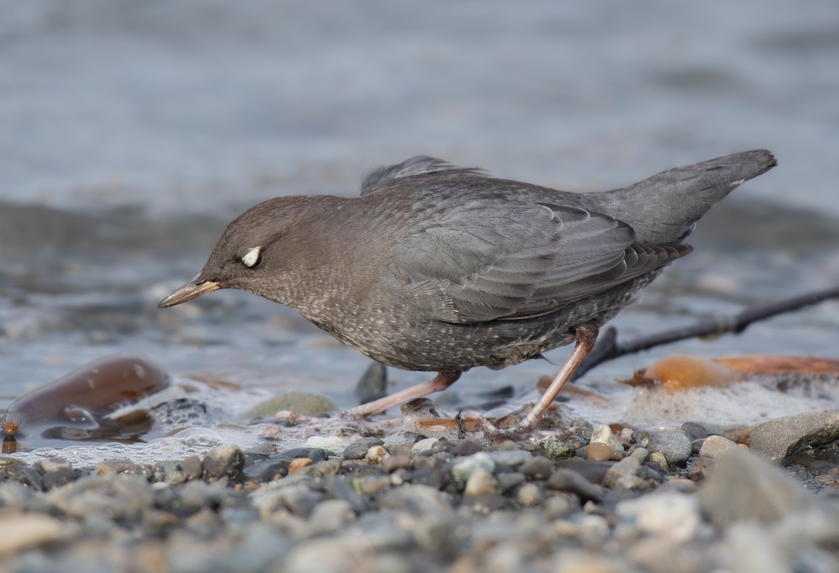 American Dipper - ML645748853