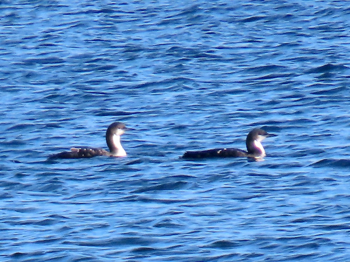 Pacific Loon - ML645748869