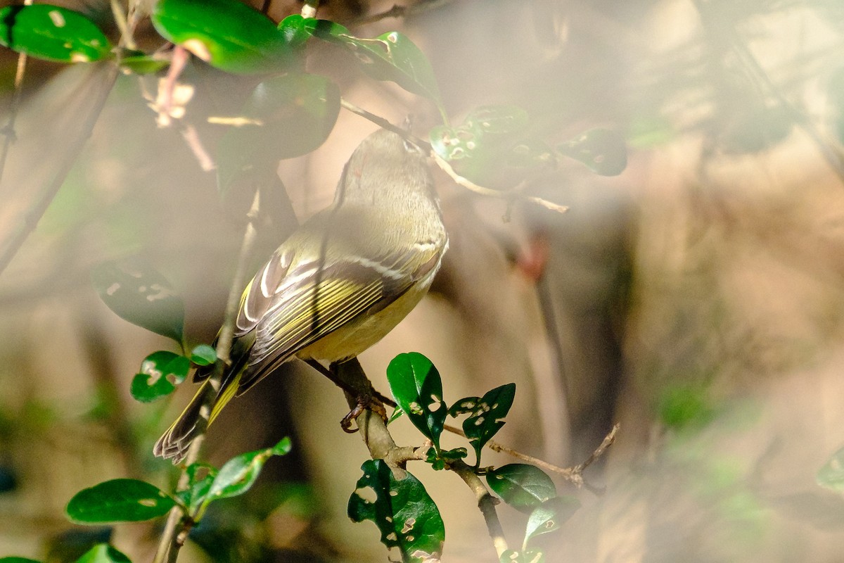 Ruby-crowned Kinglet - ML645748870