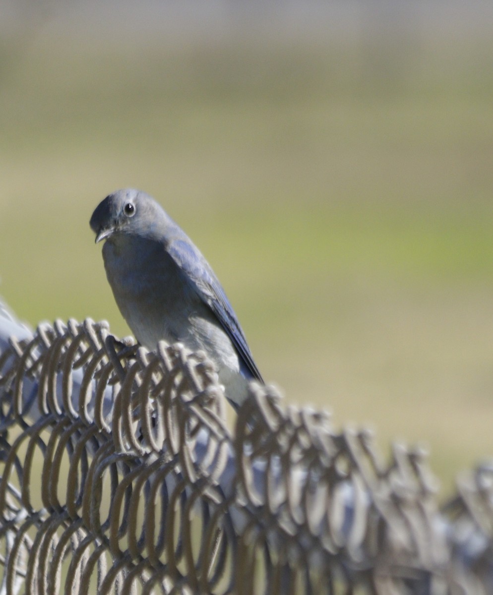 Mountain Bluebird - ML645748871