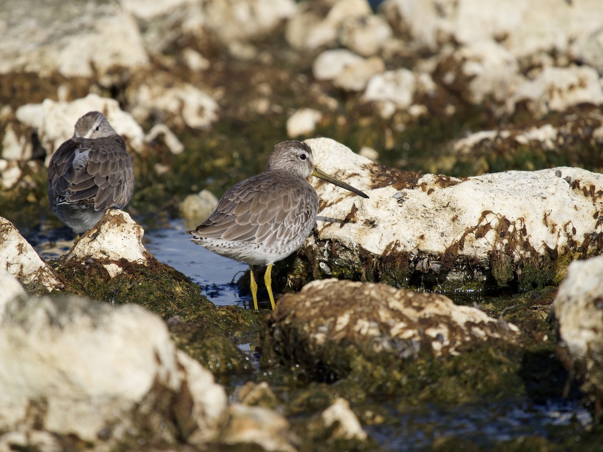 Kuliska grisa - ML645748876