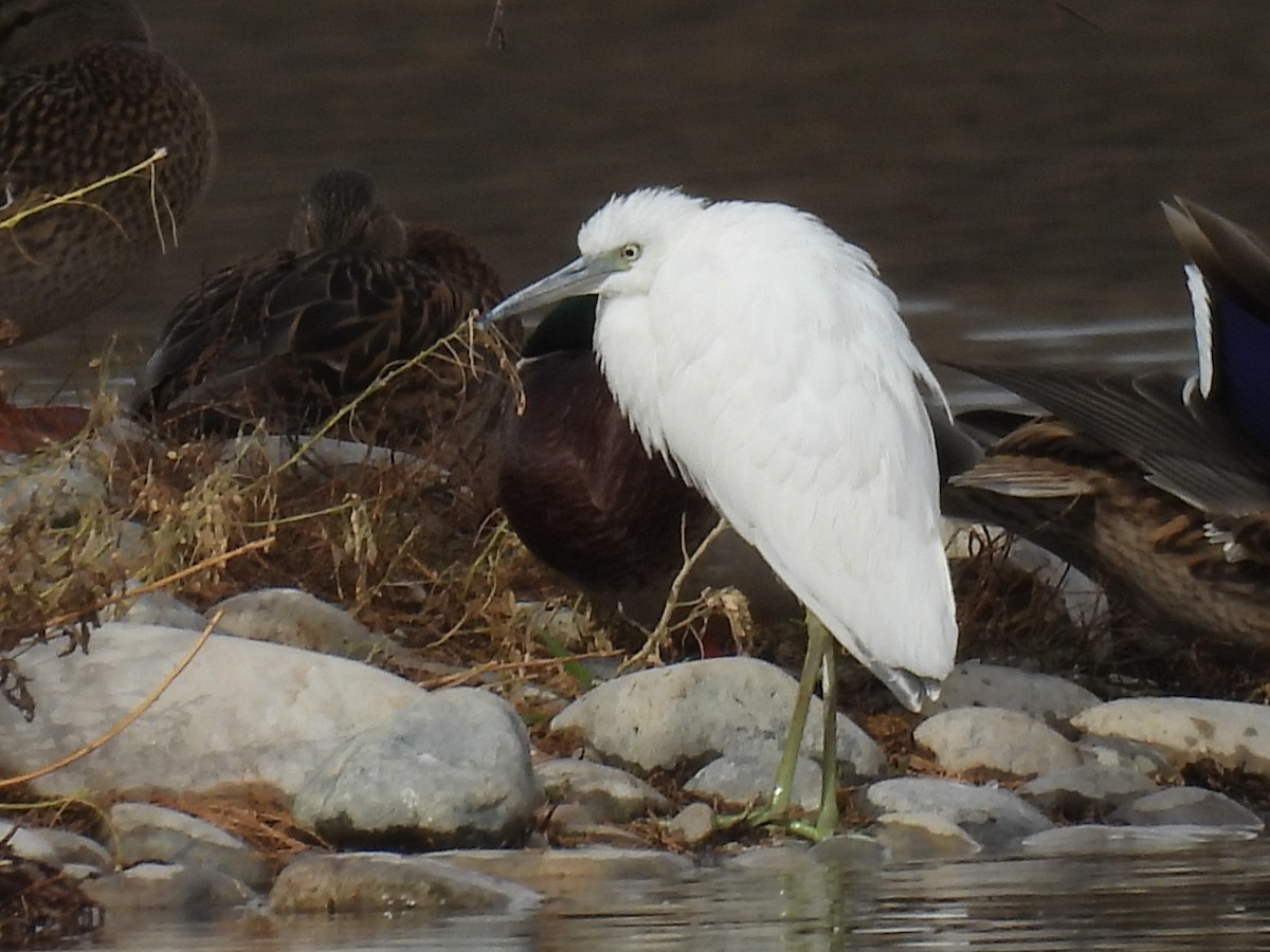 Little Blue Heron - ML645748883