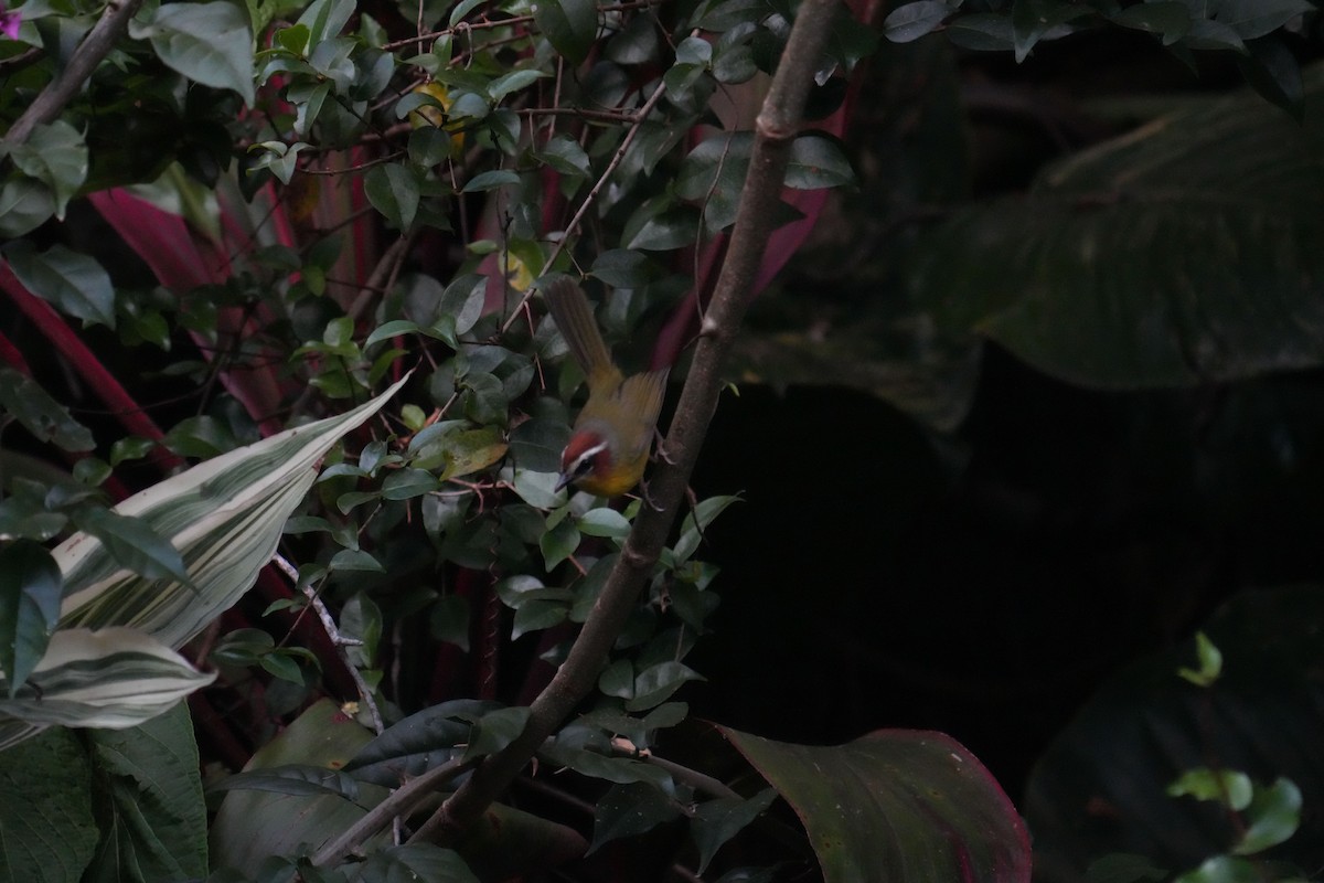 Paruline de Delattre - ML645748886