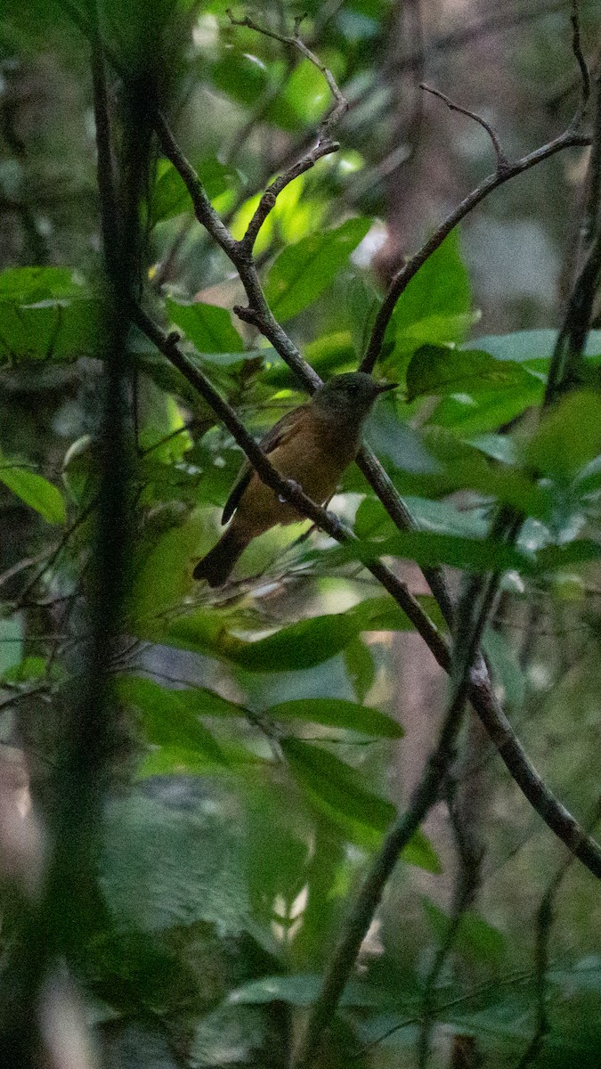 Pipromorphe roussâtre - ML645748894