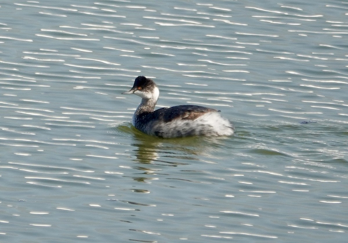 Eared Grebe - ML645748895