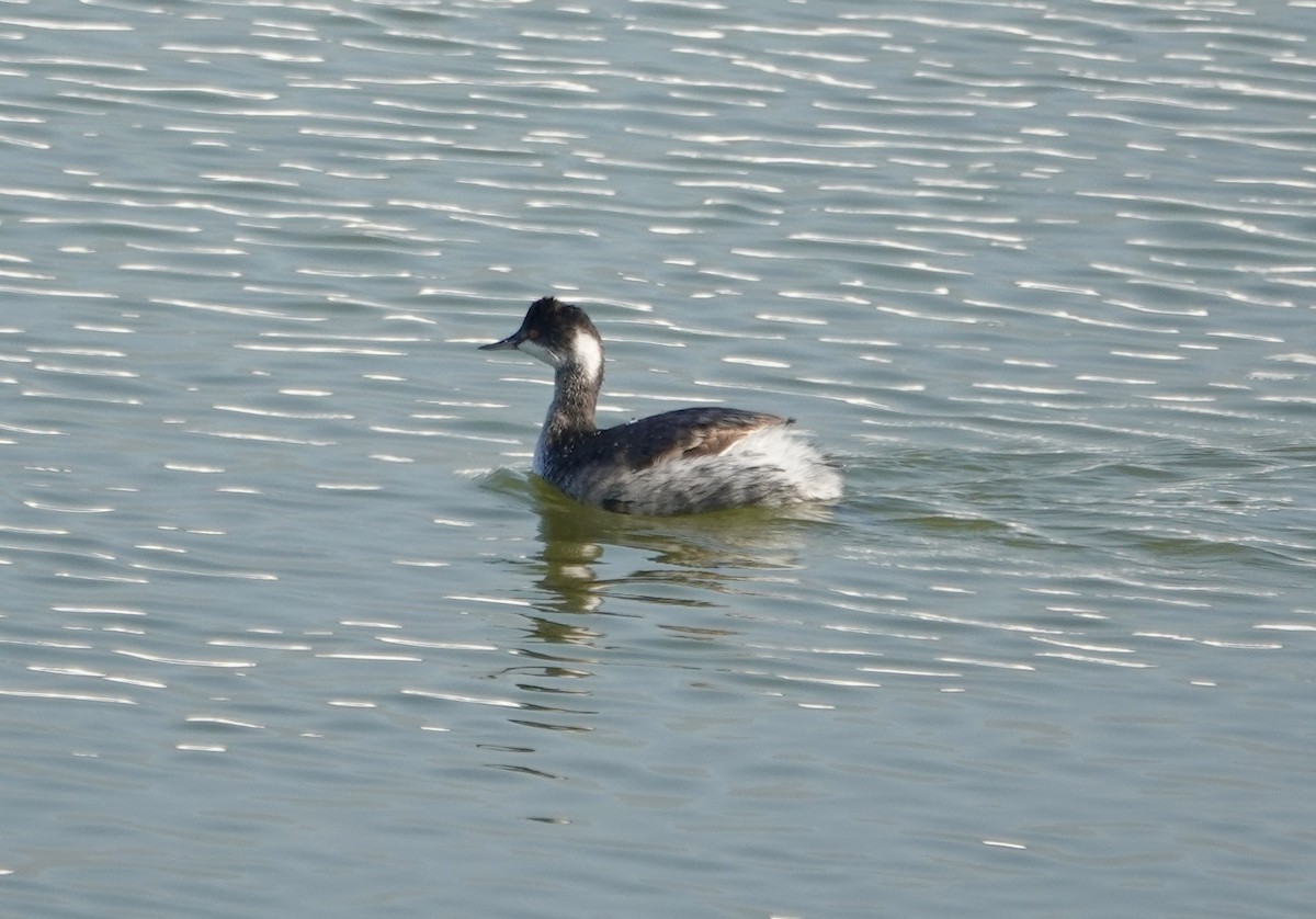 Eared Grebe - ML645748896