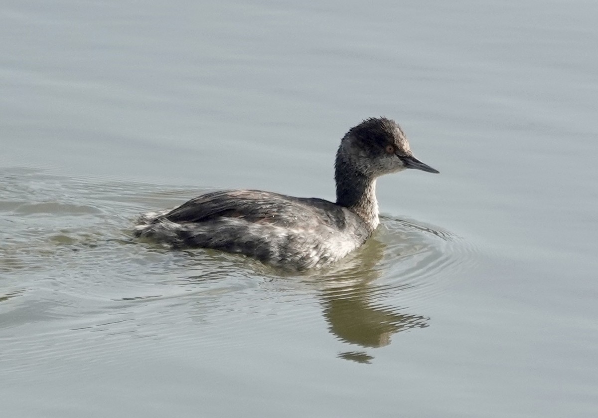 Eared Grebe - ML645748897