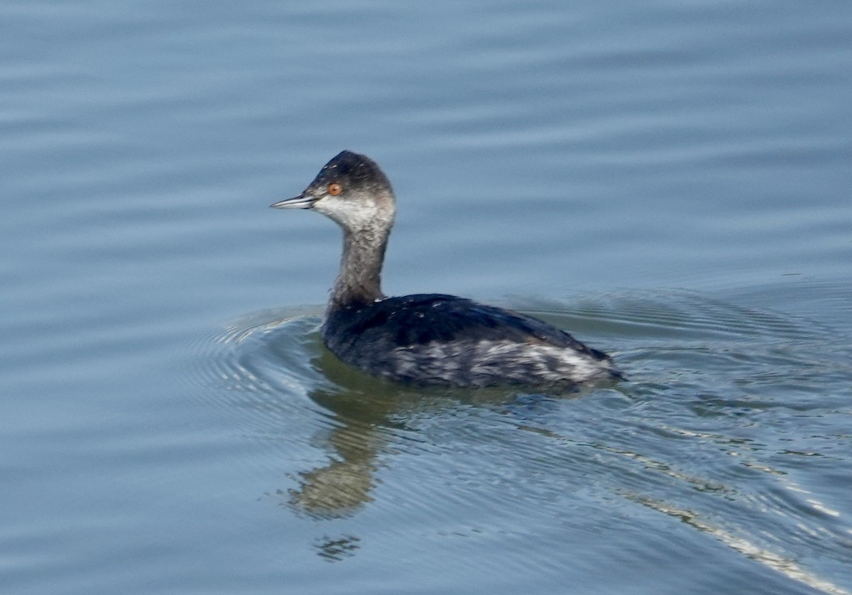 Eared Grebe - ML645748898