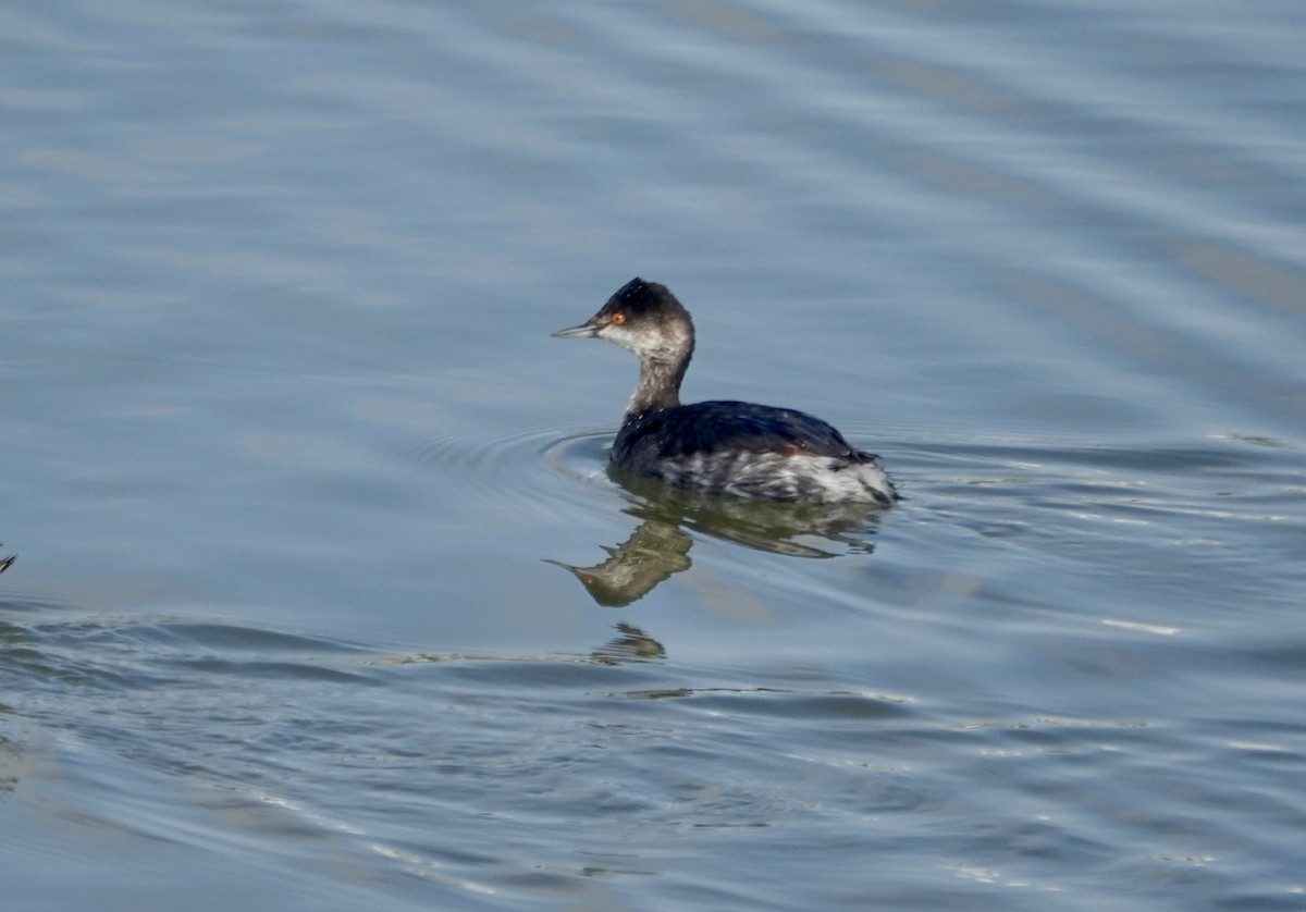 Eared Grebe - ML645748899