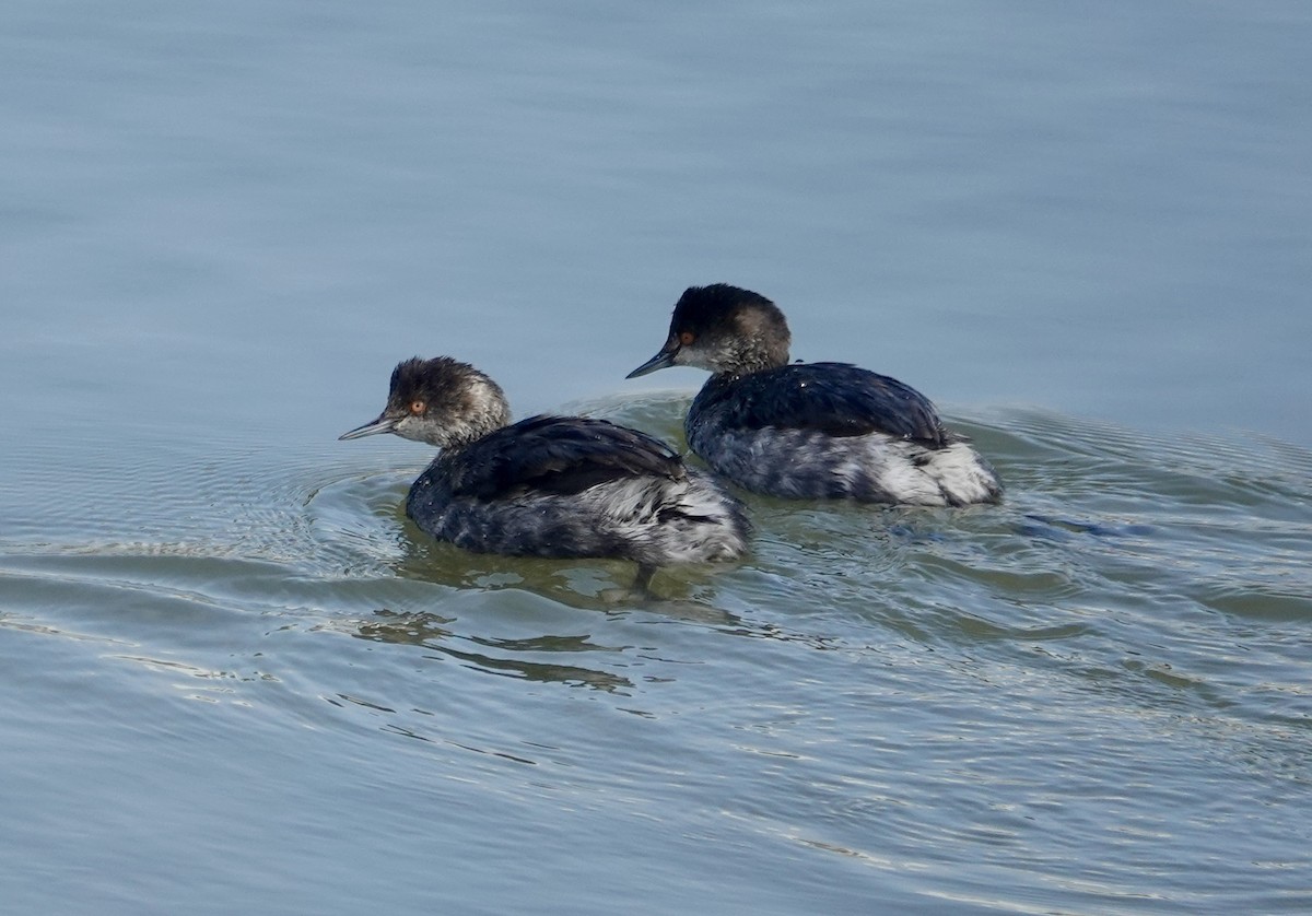Eared Grebe - ML645748900