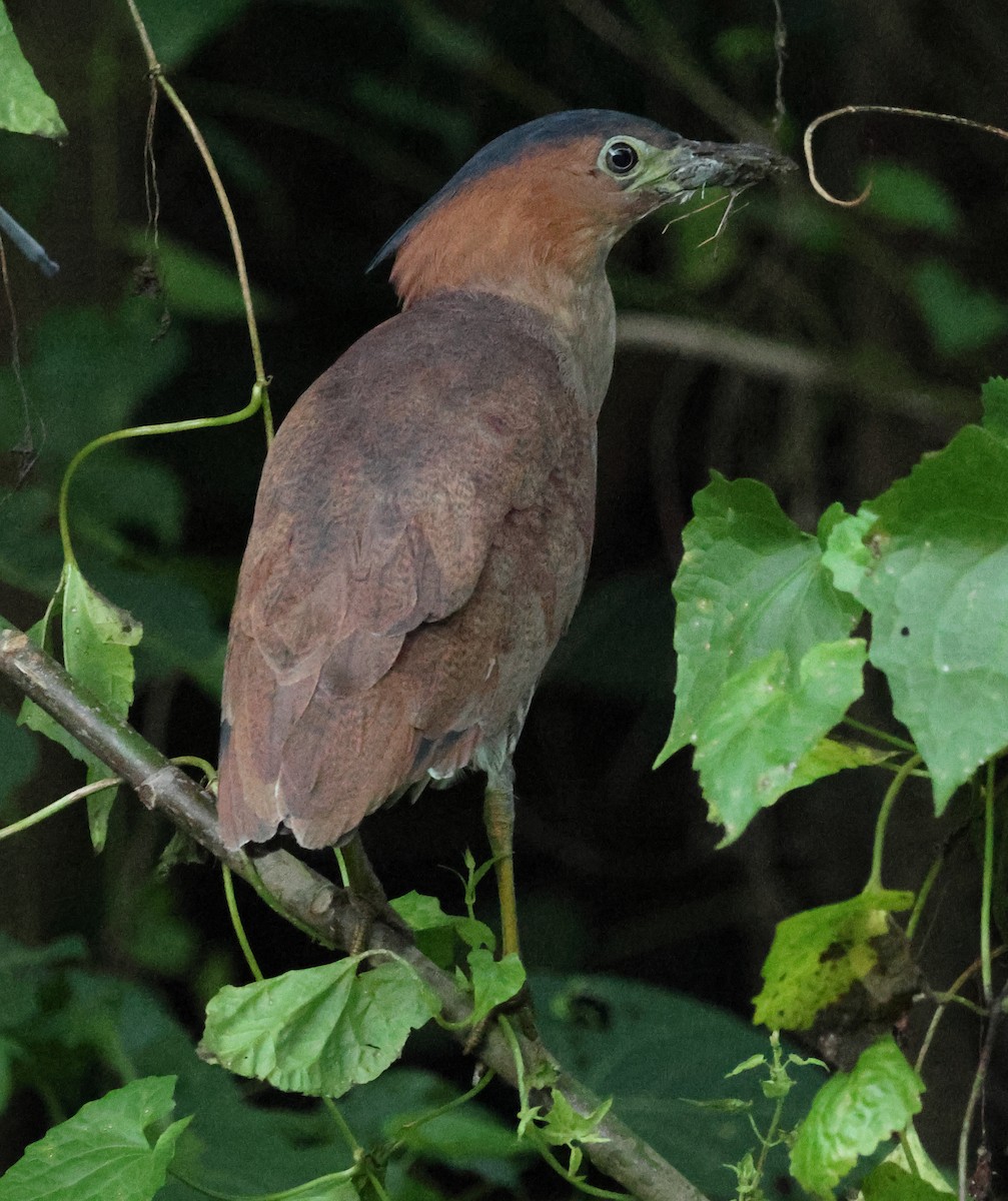 Malay Gece Balıkçılı - ML645748901