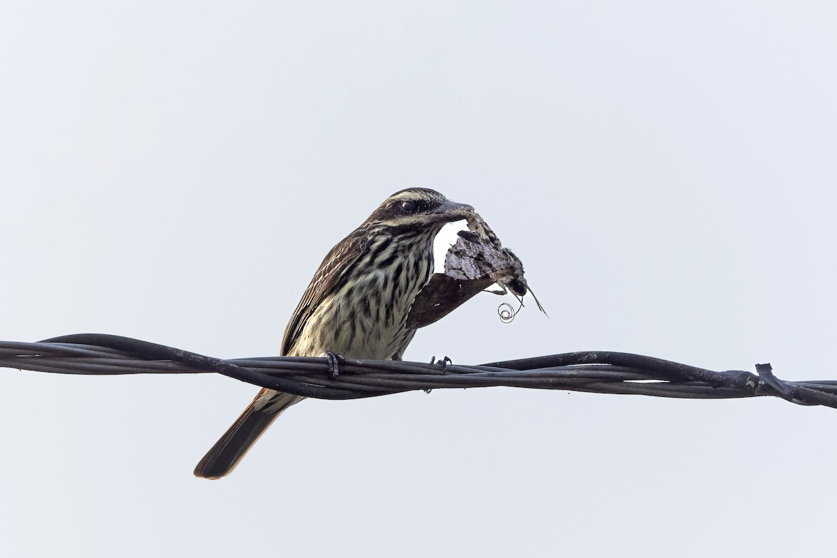 Streaked Flycatcher - ML645748903