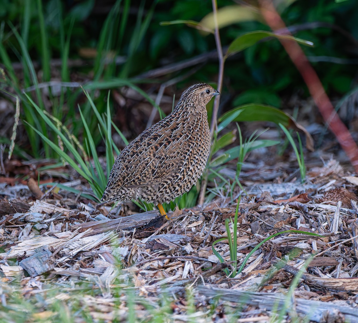 Brown Quail - ML645748916