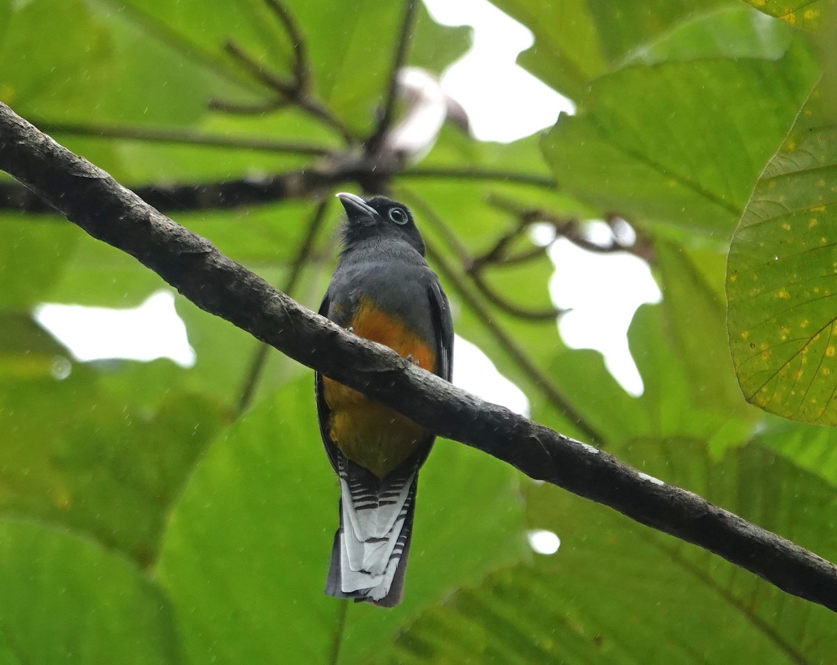 White-tailed Trogon - ML645748943